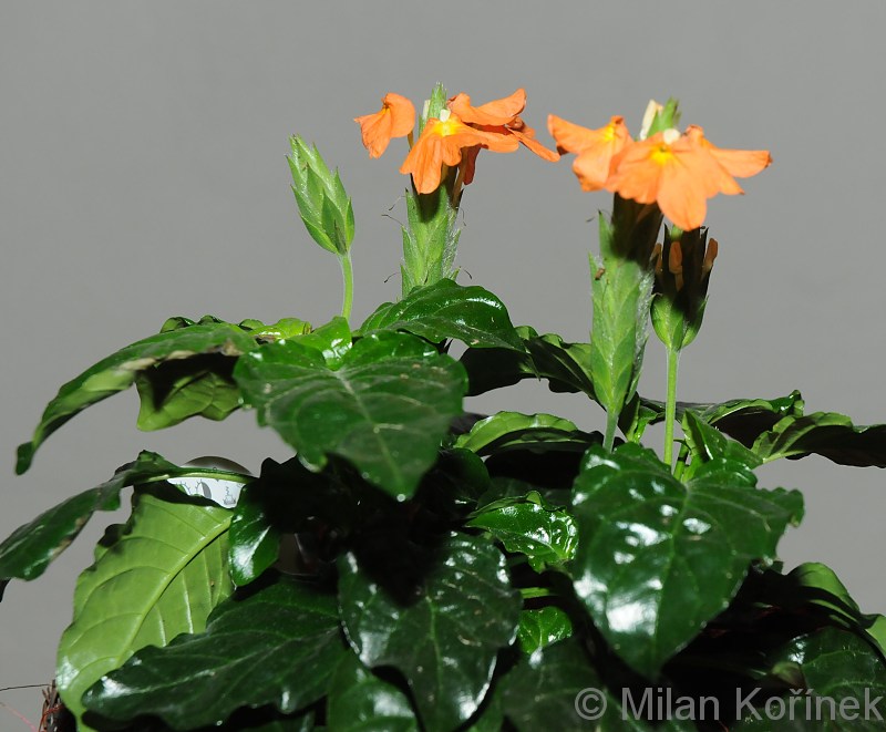 Crossandra infundibuliformis